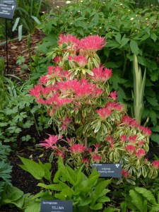 Pieris japoński (Pieris japonica) Flaming Silver zdjęcie 4