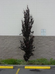 Buk pospolity (Fagus sylvatica) Dawyck Purple c4 zdjęcie 3