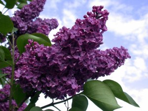Bez - Lilak (Syringa) Ludwig Spaeth c2 zdjęcie 3