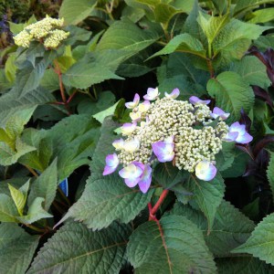 Hortensja ogrodowa (Hydrangea macrophylla) Twist and Shout 6