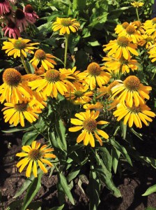 Jeżówka purpurowa (Echinacea) Golden Skipper zdjęcie 3