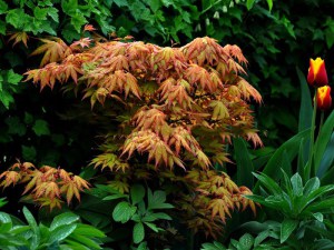 Klon palmowy (Acer palm.) Orange Dream c1,5 zdjęcie 4