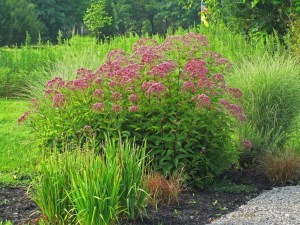 Sadziec dęty (Eupatorium) Baby Joe 4
