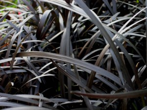 Konwalnik (Ophiopogon planiscapus) Niger sadzonka 8
