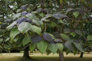 Katalpa, surmia (Catalpa x erubescens) Purpurea c7 zdjęcie 2