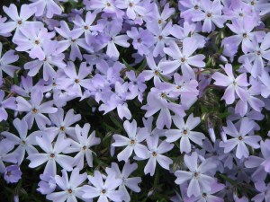 Floks szydlasty (Phlox subulata) Emerald Cushion Blue c1 zdjęcie 3