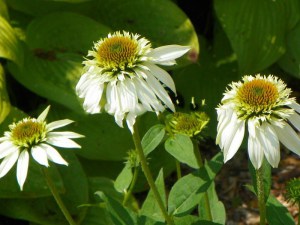Jeżówka purpurowa (Echinacea) Milkshake zdjęcie 2