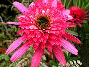 Jeżówka purpurowa (Echinacea) Southern Belle zdjęcie 2