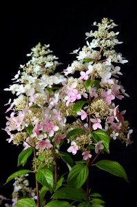 Hortensja bukietowa (Hydrangea) Confetti c3 zdjęcie 3