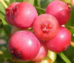 Borówka amerykańska Pink Lemonade zdjęcie 3