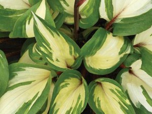 Funkia (Hosta) Raspberry Sundae zdjęcie 2