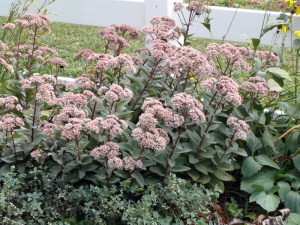 Rozchodnik ogrodowy (Sedum hybridum) Matrona zdjęcie 3