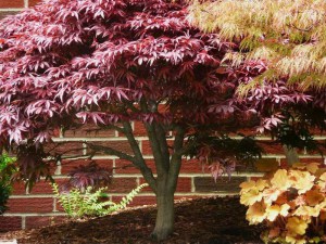 Klon palmowy szczepiony (Acer palm.) Shaina c4 zdjęcie 3