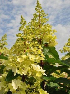 Hortensja bukietowa (Hydrangea) Candlelight c3 krzew zdjęcie 2