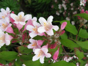 Kolkwicja chińska (Kolkwitzia amabilis) Pink Cloud c2 zdjęcie 4