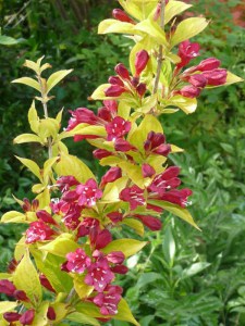 Krzewuszka (Weigela) Aurea sadzonka zdjęcie 3