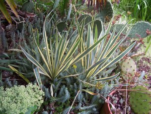 Jukka karolińska (Yucca filamentosa) Bright Edge zdjęcie 6