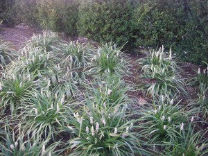 Liriope szafirkowe (Liriope muscari) Monroe White zdjęcie 2