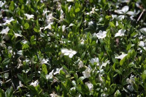 Barwinek (Vinca minor) Colada zdjęcie 1