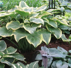 Funkia (Hosta) Victory zdjęcie 2