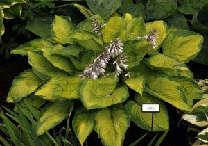 Funkia (Hosta) Dick Ward zdjęcie 2