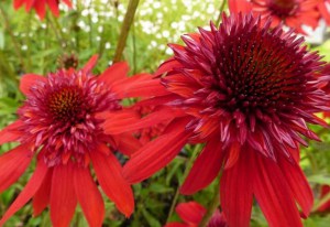 Jeżówka purpurowa (Echinacea) Eccentric zdjęcie 2