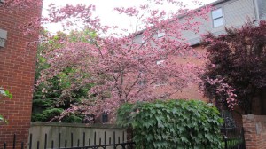 Buk trójkolorowy (Fagus Purpurea) Tricolor c4 zdjęcie 3