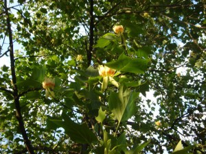 Tulipanowiec amerykański (Liriodendron)  rozwinięte kwiaty pośród liści