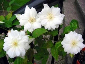 Powojnik (Clematis) Duchness of Edinburg c2 zdjęcie 4