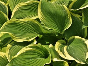 Funkia (Hosta) Lakeside Ring Master zdjęcie 2