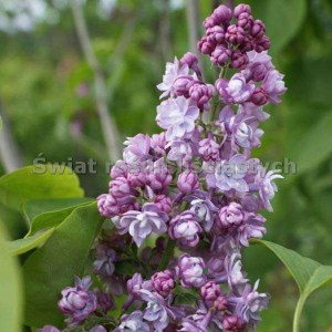 Bez - lilak (Syringa) Pamięć o Wawiłowie zdjęcie 3