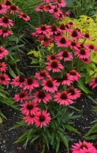 Jeżówka purpurowa (Echinacea) Glowing Dream zdjęcie 3