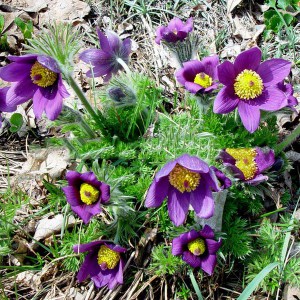 Sasanka (Pulsatilla) fioletowa sadzonka zdjęcie 3