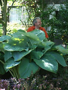 Funkia (Hosta) Empress Wu zdjęcie 2