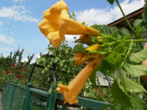 Milin amerykański (Campsis) Flava pnącze ogrodowe zdjęcie 3
