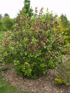 Kielichowiec Raulstona (Calycanthus raulstoni) Hartlage Wine c1 zdjęcie 3