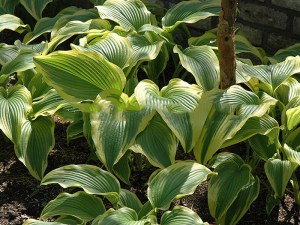 Funkia (Hosta) Montana Aureomarginata zdjęcie 3