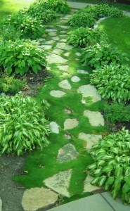 Karmnik ościsty (Sagina subulata) Green Moss 2