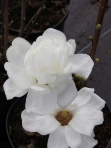 Magnolia naga (Magnolia denudata) Double Diamond zdjecie 3