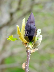 Magnolia naga (Magnolia denudata) Black Beauty zdjęcie 5