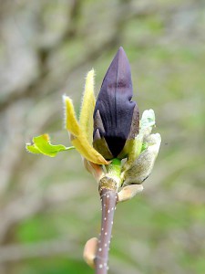 Magnolia naga (Magnolia denudata) Black Beauty zdjęcie 5