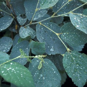 Fothergilla gardenii (Fothergilla Gardena) Blue Mist c2 zdjęcie 1