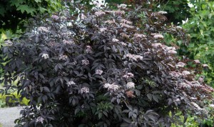 Bez czarny (Sambucus nigra) Black Beauty syn. Gerda c3 zdjęcie 2