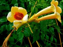 Milin amerykański (Campsis) Judy - roślina pnąca zdjęcie 3