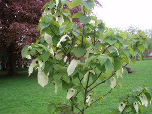 Dawidia chińska (Davidia involucrata) c3 zdjęcie 3