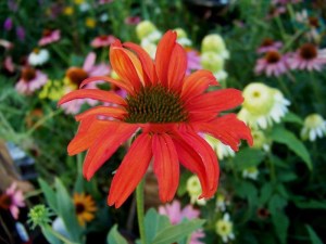 Jeżówka (Echinacea) Tomato Soup zdjęcie 2