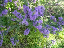 Prusznik (Ceanothus impressus) Victoria c1 zdjęcie 3