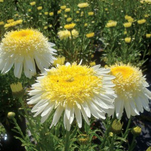 Jastrun (Leucanthemum) Real Glory 2