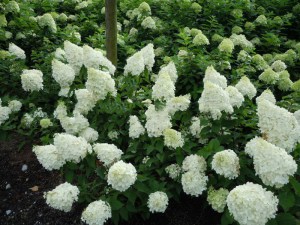 Hortensja bukietowa Polar Bear Hydrangea zdjęcie 3