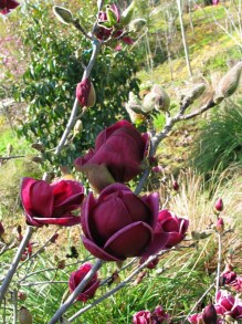 Magnolia Genie - powtarza kwitnienie c4 zdjęcie 2